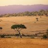 Natuur Wallgroup | Acacia Bomen In Kenia Fotobehang