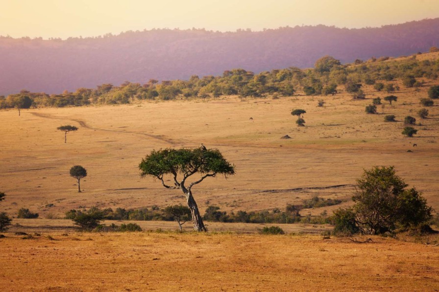 Natuur Wallgroup | Acacia Bomen In Kenia Fotobehang