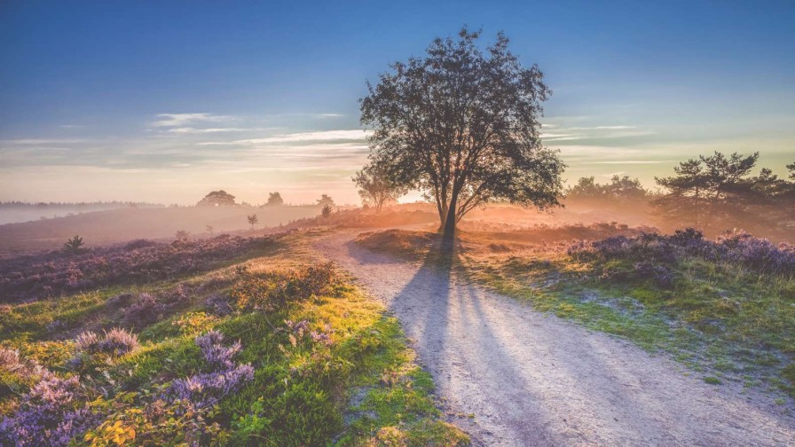 Landschap Wallgroup | Weg Op De Veluwe Fotobehang