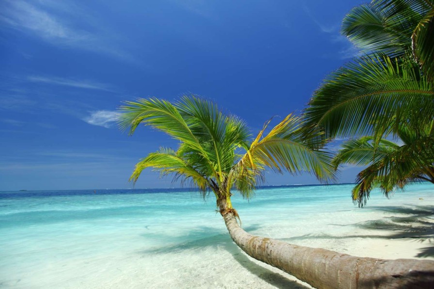 Landschap Wallgroup | Bijzondere Palmboom Op Het Strand Fotobehang