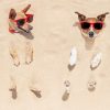 Dieren Wallgroup | Ingegraven Honden Op Het Strand Fotobehang