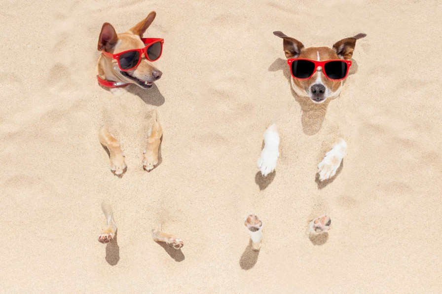 Dieren Wallgroup | Ingegraven Honden Op Het Strand Fotobehang