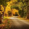 Natuur Wallgroup | Weg Met Bomen In De Herfst Fotobehang