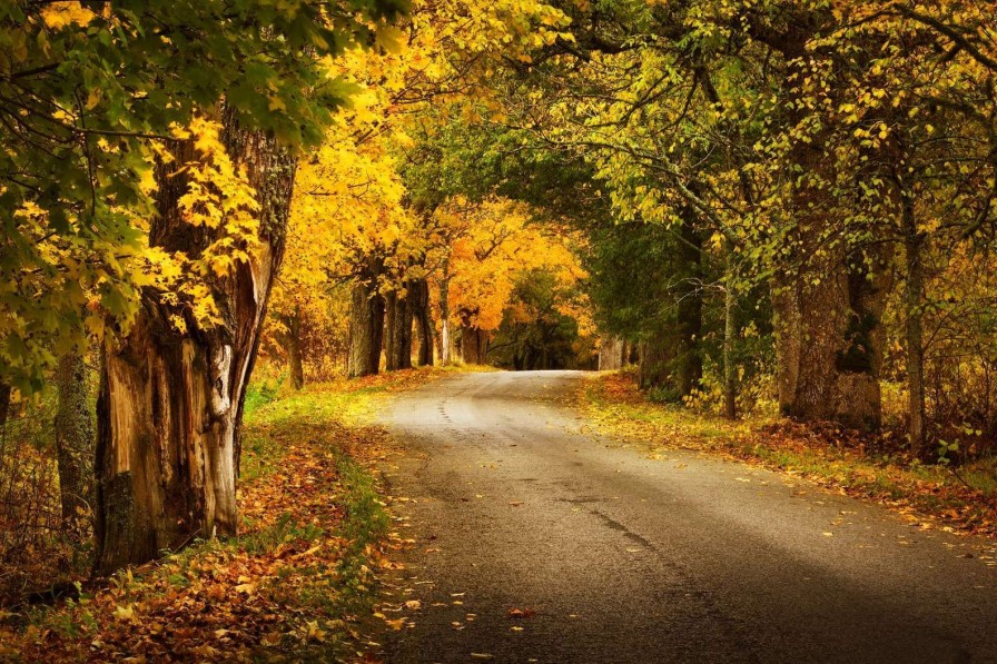 Natuur Wallgroup | Weg Met Bomen In De Herfst Fotobehang