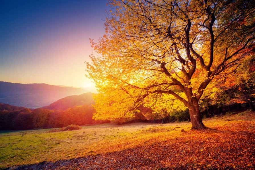 Natuur Wallgroup | Prachtige Beukenboom In De Herfst Fotobehang