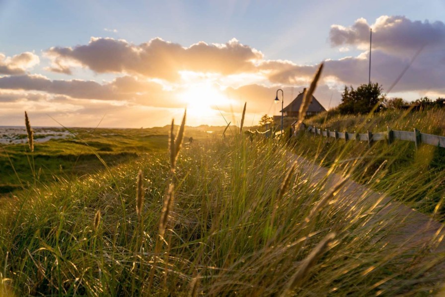 Natuur Wallgroup | Riet Bij Zonsondergang Fotobehang