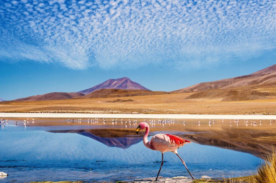 Landschap Wallgroup | Flamingo'S Bij Een Meer Fotobehang