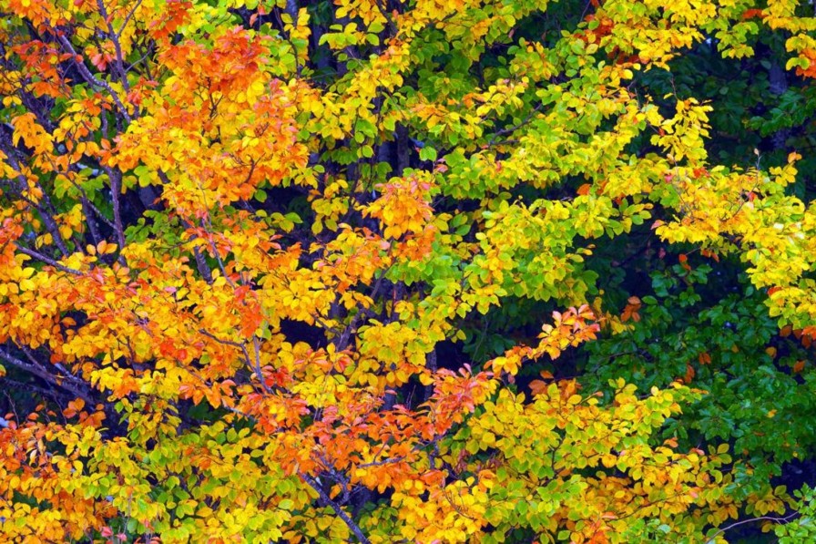 Natuur Wallgroup | Boom Tijdens Herfst Fotobehang