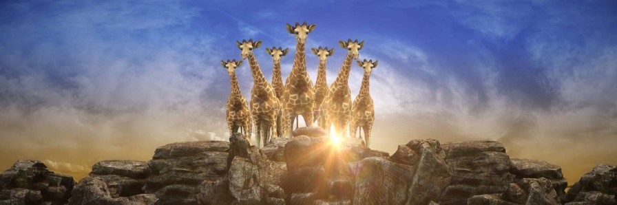 Dieren Wallgroup | Giraffen Bij Zonsondergang Fotobehang