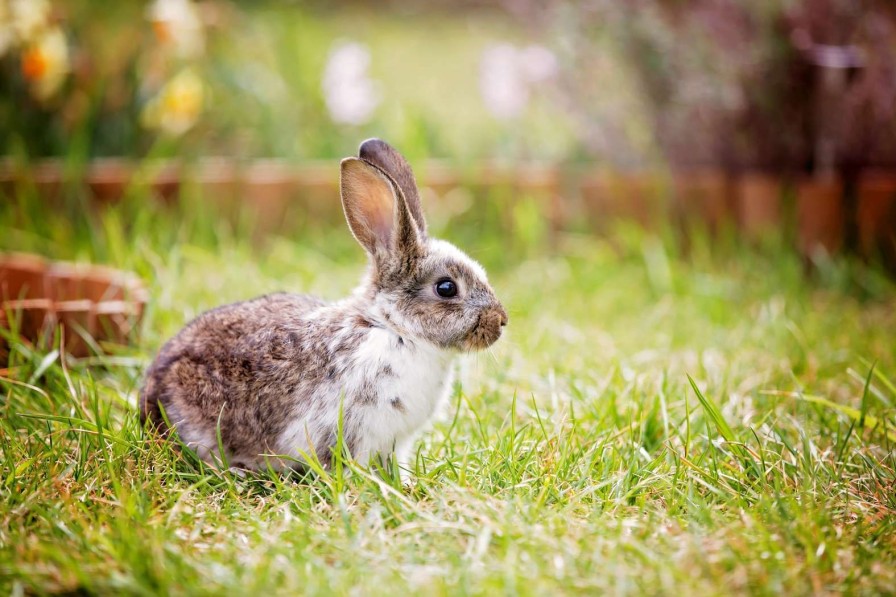 Dieren Wallgroup | Schattig Konijntje In Een Tuin Fotobehang