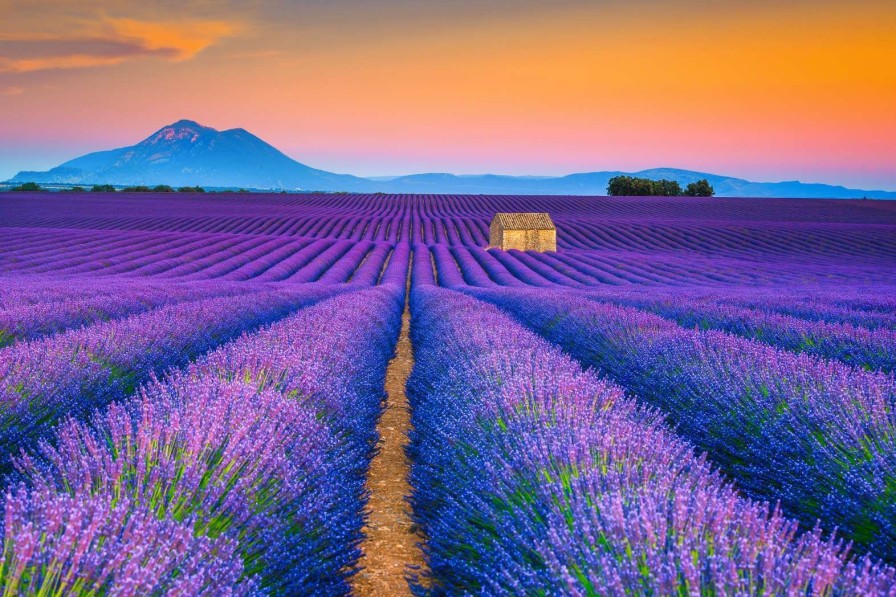 Natuur Wallgroup | Prachtig Bloemenveld Van Lavendel Fotobehang