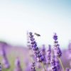 Natuur Wallgroup | Lavendel Steel Close-Up Fotobehang