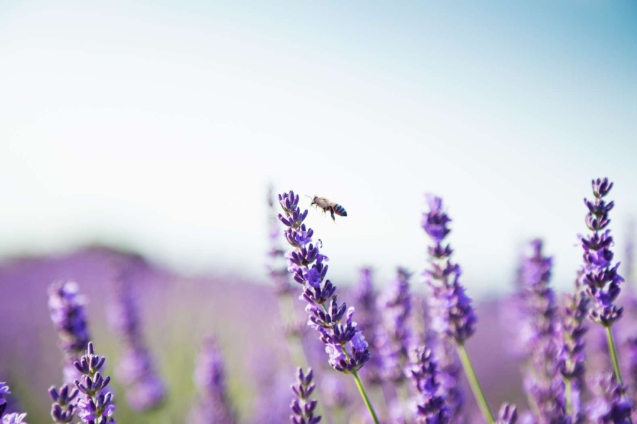 Natuur Wallgroup | Lavendel Steel Close-Up Fotobehang