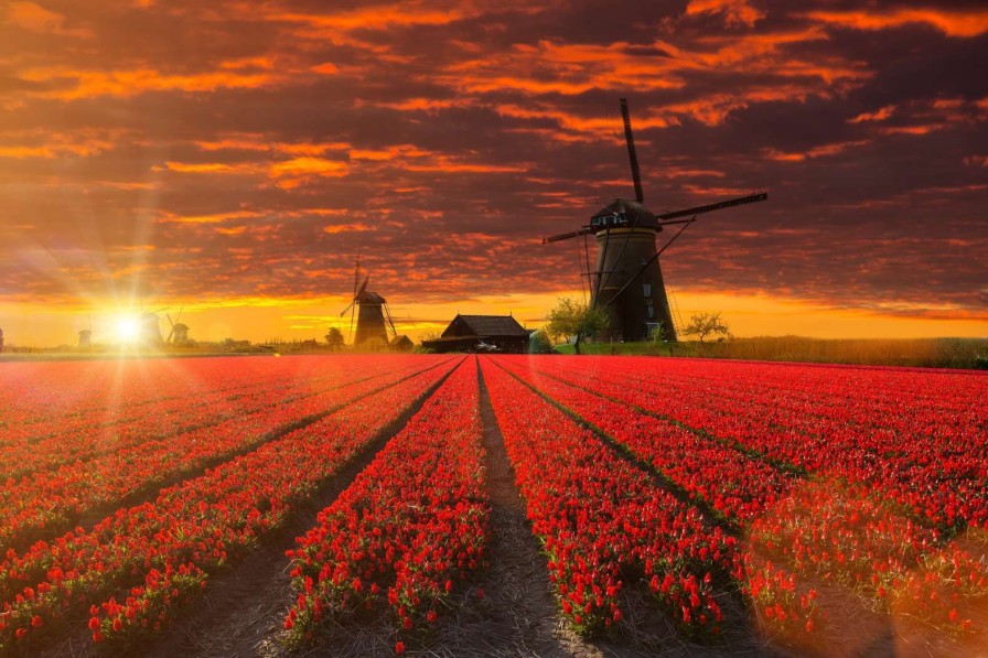 Natuur Wallgroup | Hollands Tulpenveld Onder Een Rode Lucht Fotobehang