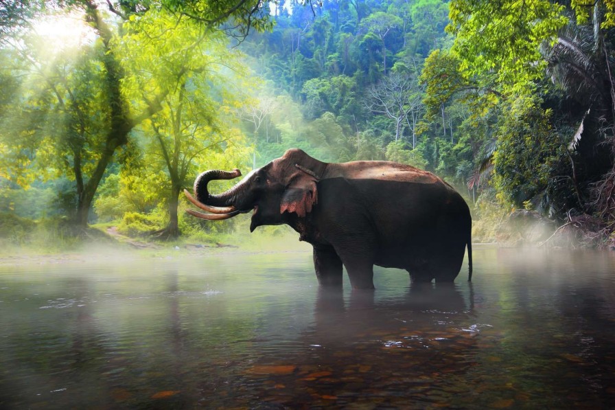 Landschap Wallgroup | Wilde Olifant In De Jungle Fotobehang