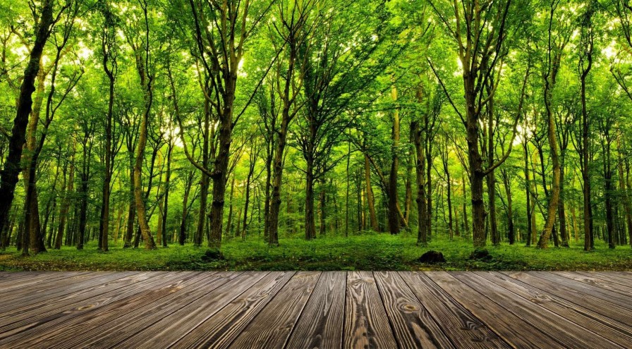 Natuur Wallgroup | Zomers Bos Met Doorkomend Daglicht Fotobehang