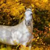 Natuur Wallgroup | Wit Paard In De Herfst Fotobehang