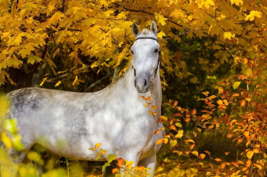 Natuur Wallgroup | Wit Paard In De Herfst Fotobehang