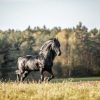 Dieren Wallgroup | Fries Paard Op Het Gras Omringd Door Bomen Fotobehang