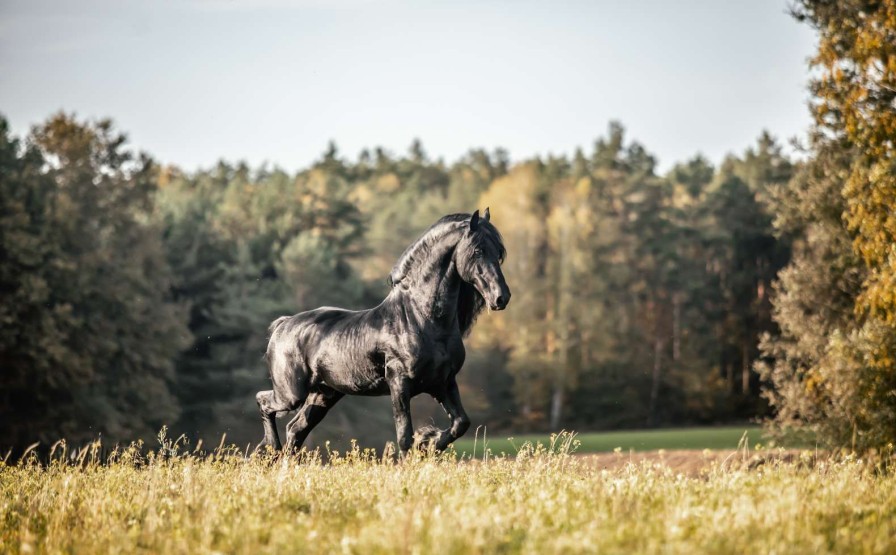 Dieren Wallgroup | Fries Paard Op Het Gras Omringd Door Bomen Fotobehang