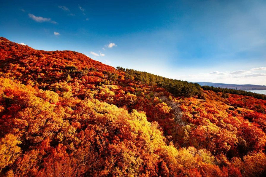 Natuur Wallgroup | Landschap Met Gekleurde Bomen Fotobehang