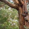 Natuur Wallgroup | Koala Klimt In Een Boom Fotobehang