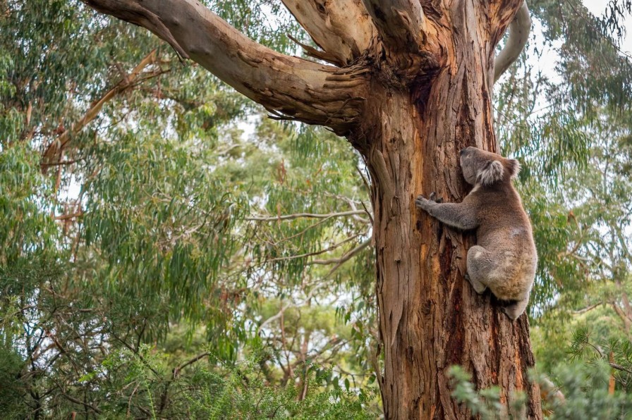 Natuur Wallgroup | Koala Klimt In Een Boom Fotobehang