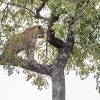 Natuur Wallgroup | Luipaard In Kruger National Park Fotobehang