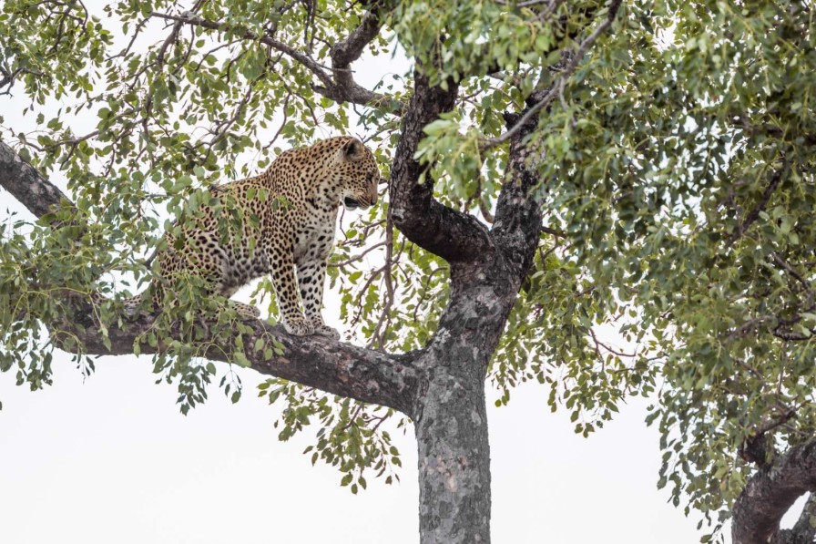 Natuur Wallgroup | Luipaard In Kruger National Park Fotobehang