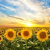 Natuur Wallgroup | Zonnebloemen Bij Zonsopkomst Fotobehang