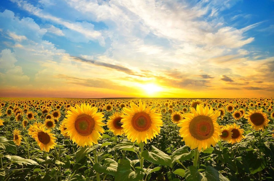 Natuur Wallgroup | Zonnebloemen Bij Zonsopkomst Fotobehang