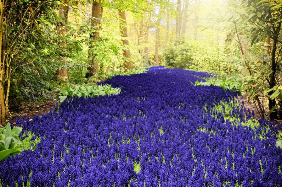 Natuur Wallgroup | Paarse Muscari In De Keukenhof Tuinen Fotobehang