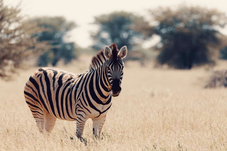 Dieren Wallgroup | Zebra In Het Wild Fotobehang