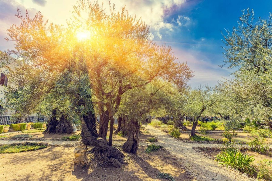 Natuur Wallgroup | De Gethsemane Olijven Boomgaard Bij Zonsopkomst Fotobehang