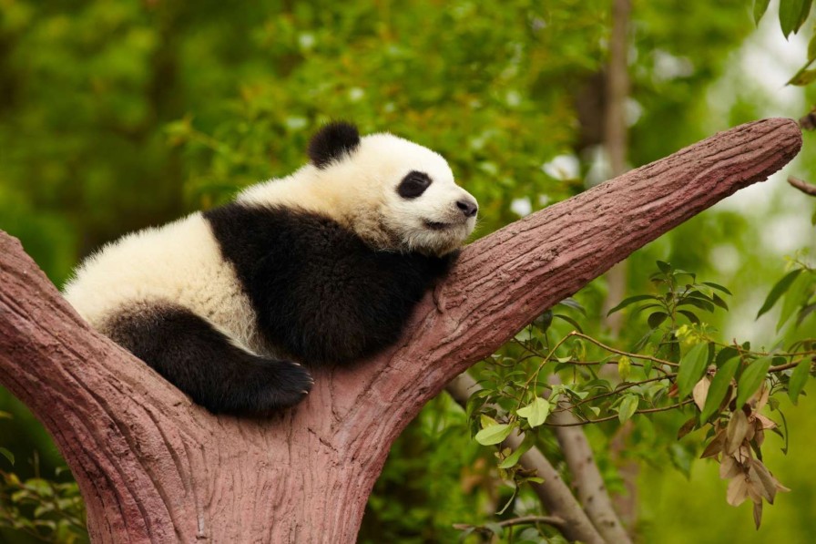 Dieren Wallgroup | Slapende Panda In Een Boom Fotobehang