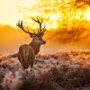 Landschap Wallgroup | Hert Met Zonsondergang Fotobehang