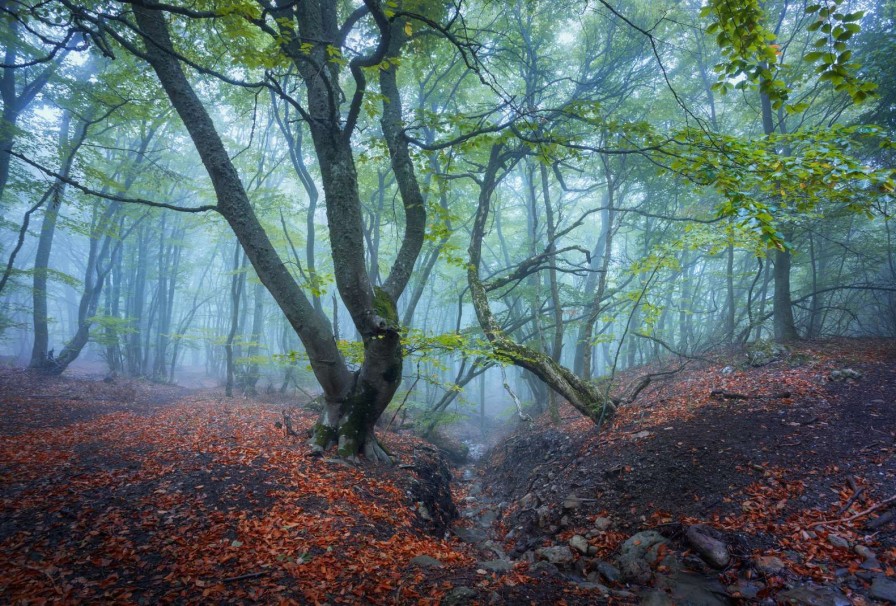 Natuur Wallgroup | Schuin Groeiende Bomen Fotobehang