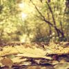 Natuur Wallgroup | Bladeren In Het Bos Tijdens De Herfst Fotobehang