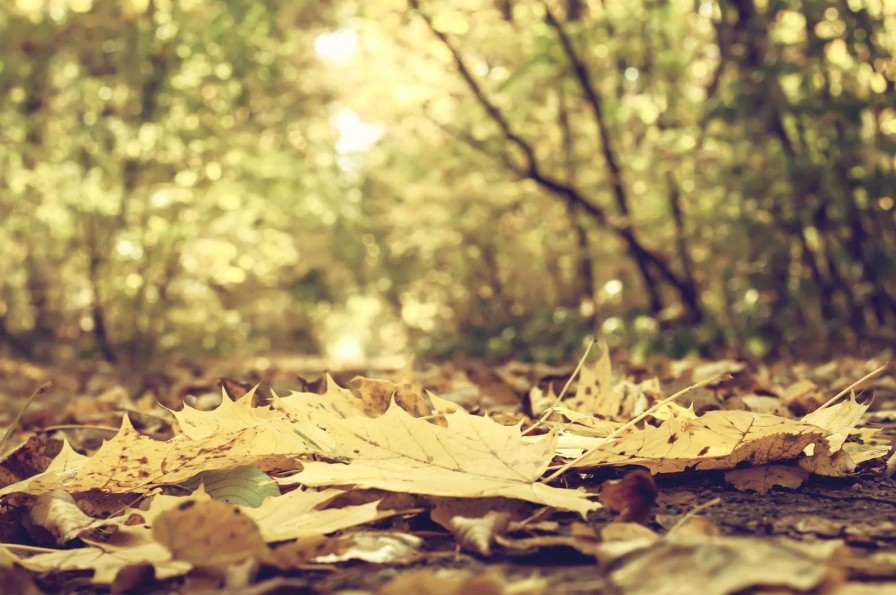 Natuur Wallgroup | Bladeren In Het Bos Tijdens De Herfst Fotobehang