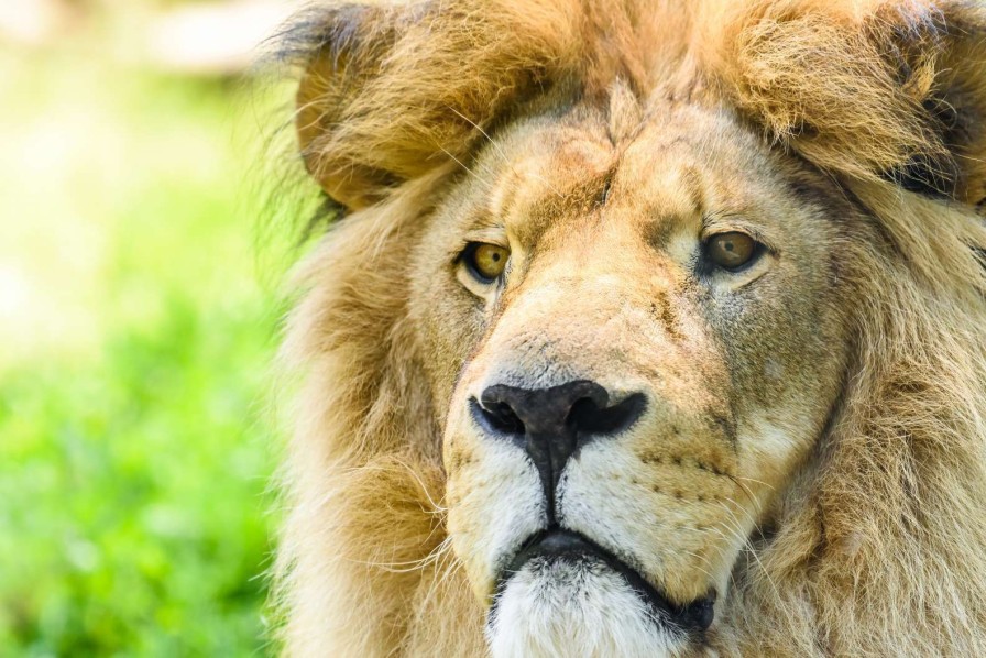 Dieren Wallgroup | Gezicht Van Een Mooie Leeuw Fotobehang