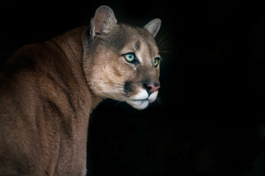 Dieren Wallgroup | Poema Met Een Zwarte Achtergrond Fotobehang