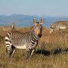 Dieren Wallgroup | Kaapse Bergzebra'S Fotobehang