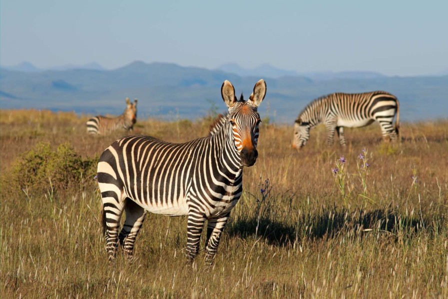 Dieren Wallgroup | Kaapse Bergzebra'S Fotobehang