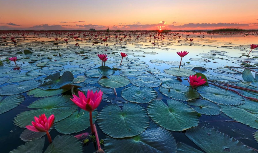 Natuur Wallgroup | Lotusbloem Bij Zonsopgang Fotobehang