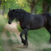 Dieren Wallgroup | Fries Paard Op Een Zandweg Fotobehang