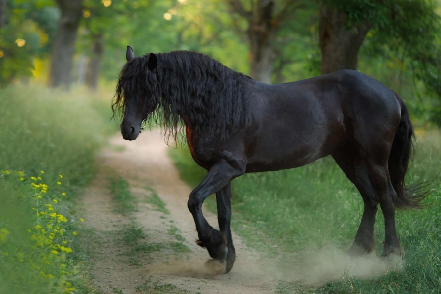 Dieren Wallgroup | Fries Paard Op Een Zandweg Fotobehang