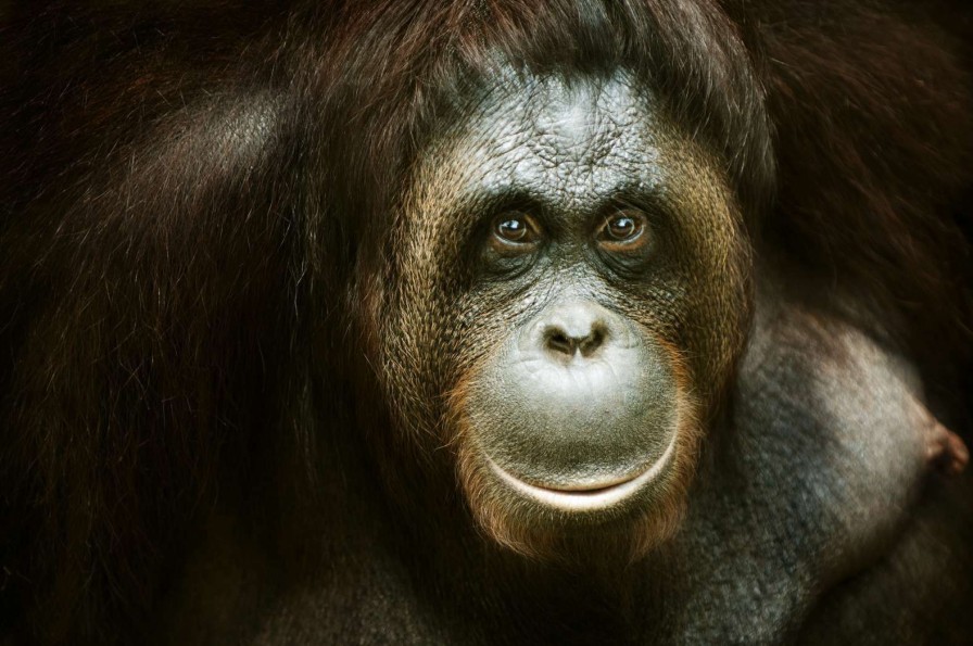 Dieren Wallgroup | Orang-Oetan Met Een Zwarte Achtergrond Fotobehang