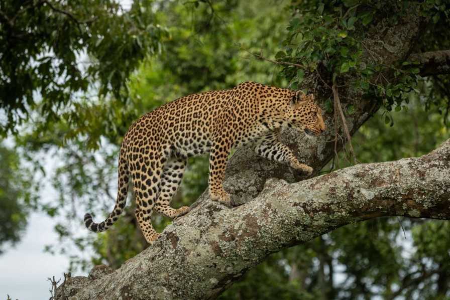 Dieren Wallgroup | Luipaard Klimt In Een Boom Fotobehang