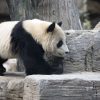 Dieren Wallgroup | Panda In Een Dierentuin Fotobehang