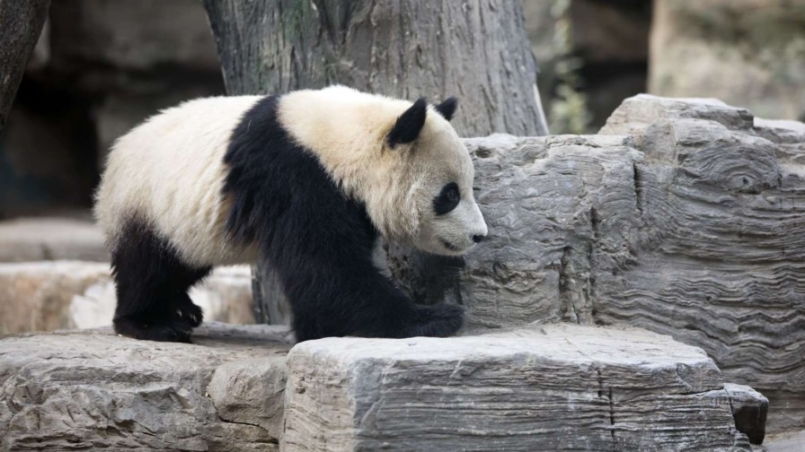 Dieren Wallgroup | Panda In Een Dierentuin Fotobehang